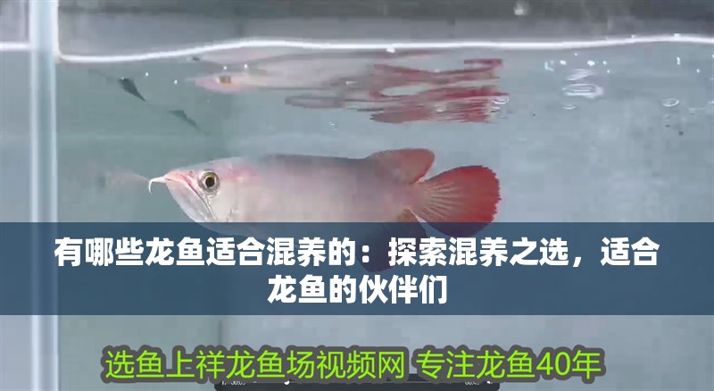 有哪些龍魚適合混養(yǎng)的：探索混養(yǎng)之選，適合龍魚的伙伴們