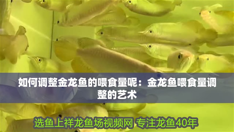如何調(diào)整金龍魚(yú)的喂食量呢：金龍魚(yú)喂食量調(diào)整的藝術(shù)