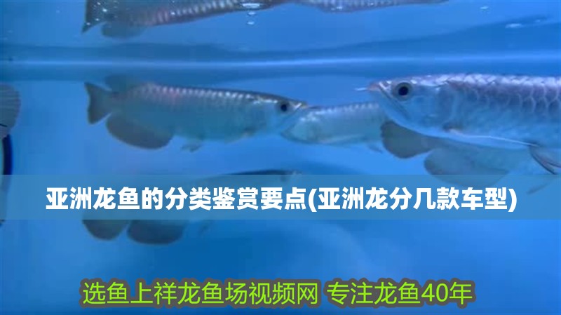 魚缸過濾器選購指南:自制魚缸過濾器魚缸上置過濾器對于養魚愛好者的必備知識 亞洲龍魚的分類鑒賞要點(亞洲龍分幾款車型) 觀賞魚百科 亞洲龍魚的分類鑒賞要點(亞洲龍分幾款車型) 亞洲龍魚的分類鑒賞要點(亞洲龍分幾款車型) 觀賞魚百科