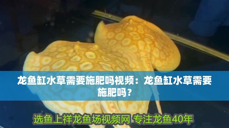 龍魚缸水草需要施肥嗎視頻：龍魚缸水草需要施肥嗎？