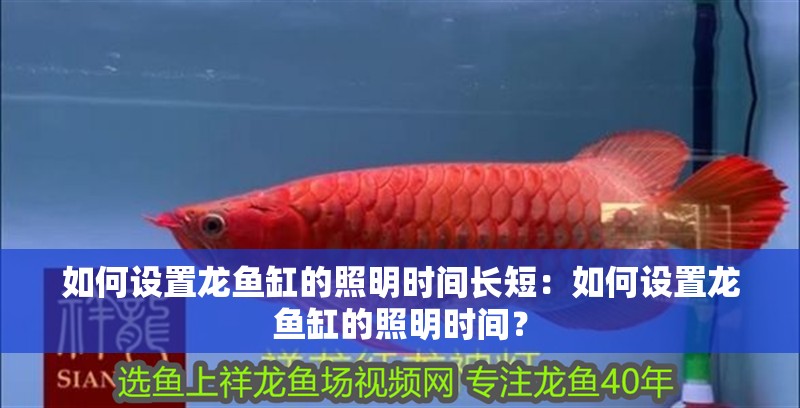 如何設置龍魚缸的照明時間長短：如何設置龍魚缸的照明時間？