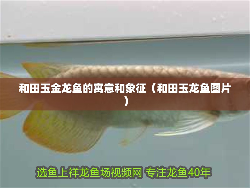 和田玉金龍魚的寓意和象征（和田玉龍魚圖片）