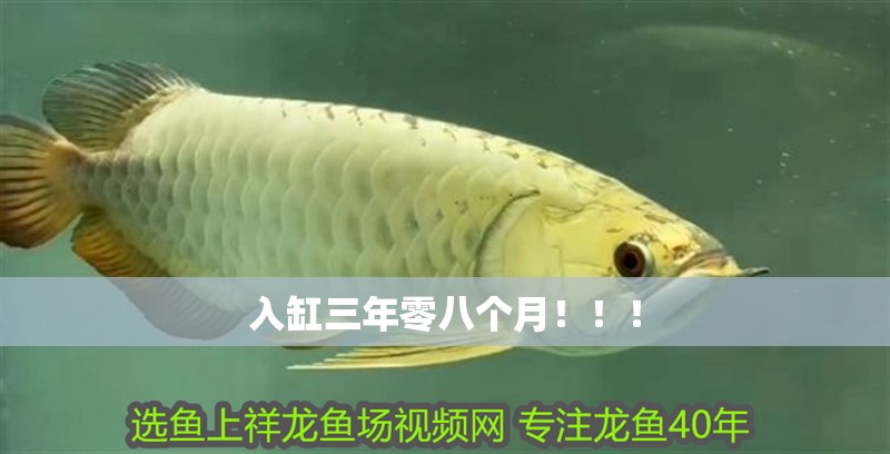 我的虎魚真菌感染了要怎么處理 入缸三年零八個月!!! 龍魚論壇 入缸三年零八個月!!! 入缸三年零八個月!!! 龍魚論壇