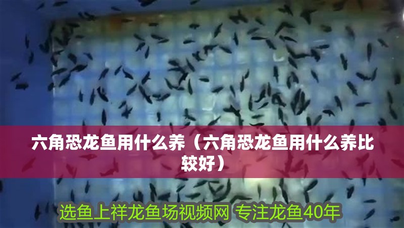 六角恐龍魚用什么養（六角恐龍魚用什么養比較好） 六角恐龍魚用什么養（六角恐龍魚用什么養比較好） 觀賞魚百科