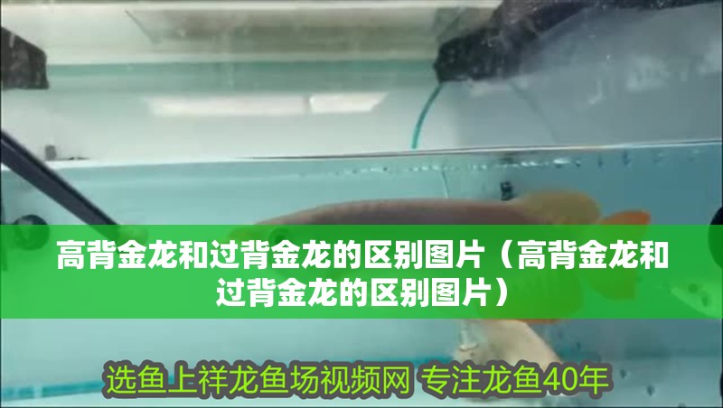 高背金龍和過背金龍的區別圖片（高背金龍和過背金龍的區別圖片）