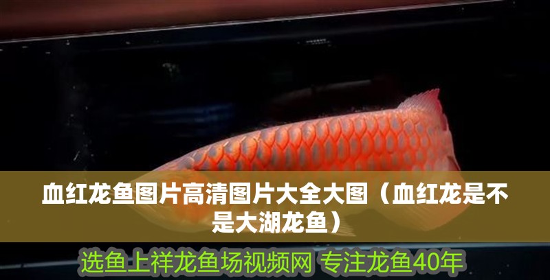 血紅龍魚圖片高清圖片大全大圖（血紅龍是不是大湖龍魚）