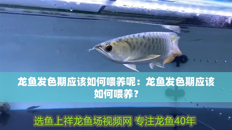 龍魚發色期應該如何喂養呢：龍魚發色期應該如何喂養？