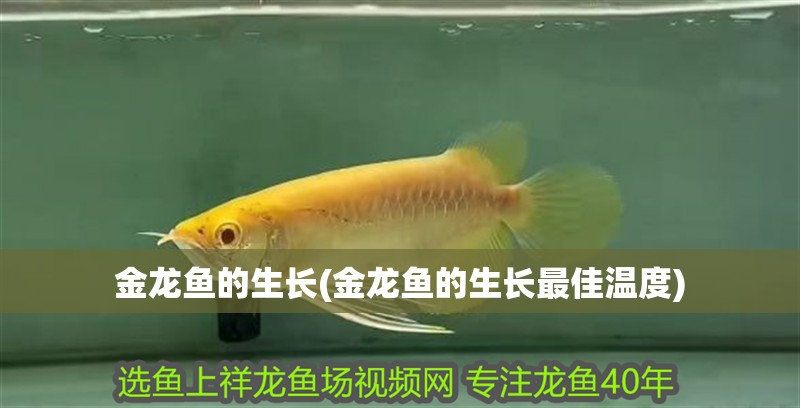 金龍魚的生長(金龍魚的生長最佳溫度)