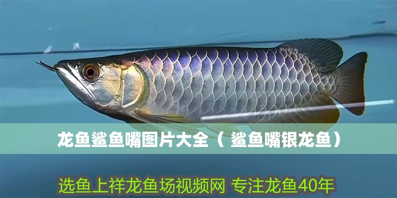 龍魚鯊魚嘴圖片大全（ 鯊魚嘴銀龍魚）