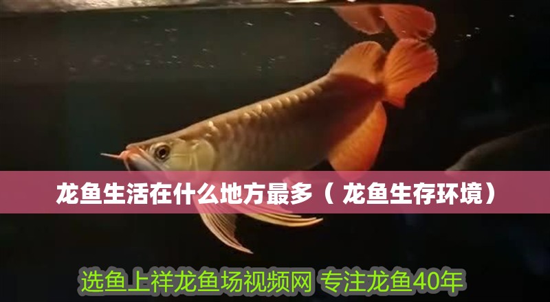 龍魚生活在什么地方最多（ 龍魚生存環(huán)境）