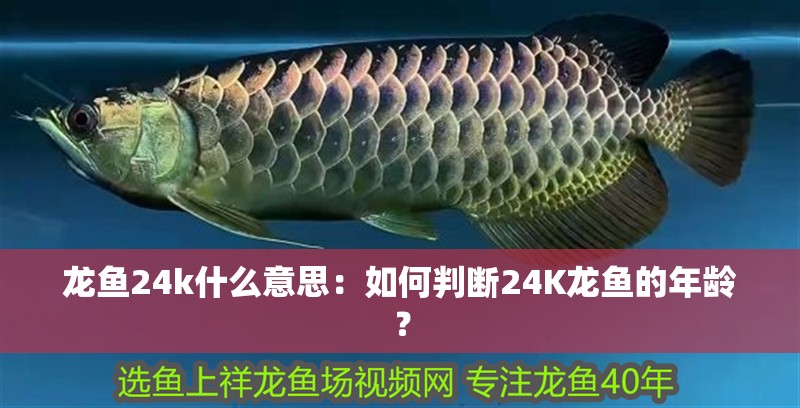 龍魚24k什么意思：如何判斷24K龍魚的年齡？