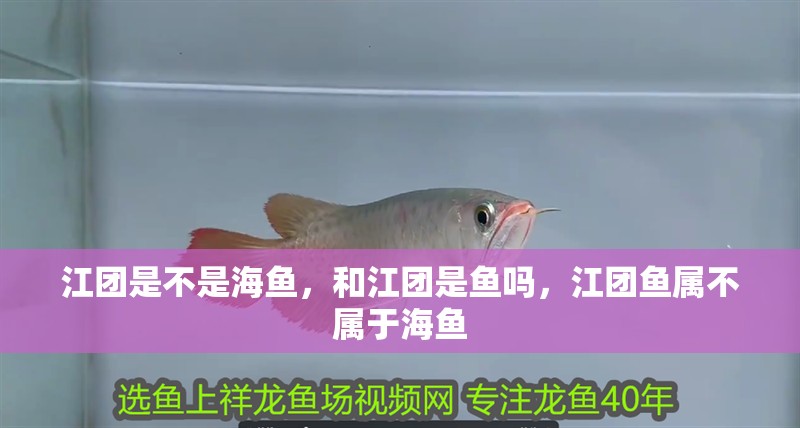 江團是不是海魚，和江團是魚嗎，江團魚屬不屬于海魚 江團是不是海魚，和江團是魚嗎，江團魚屬不屬于海魚 觀賞魚百科
