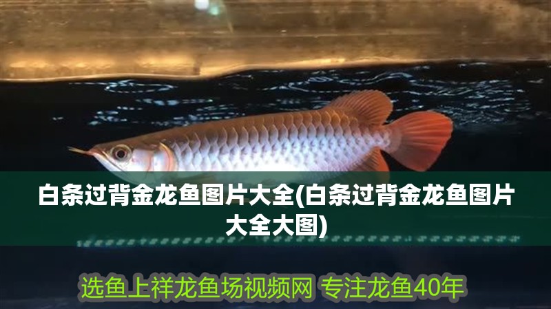 白條過背金龍魚圖片大全(白條過背金龍魚圖片大全大圖)