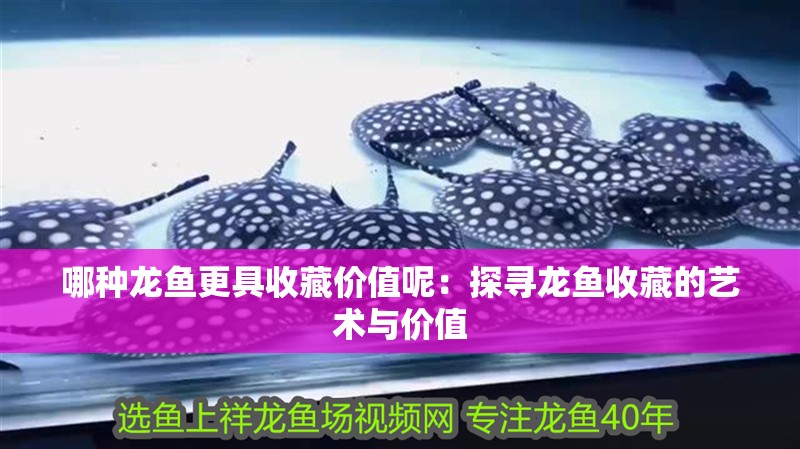 哪種龍魚更具收藏價值呢：探尋龍魚收藏的藝術與價值