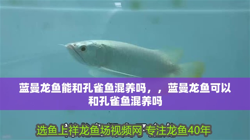 藍曼龍魚能和孔雀魚混養嗎，，藍曼龍魚可以和孔雀魚混養嗎