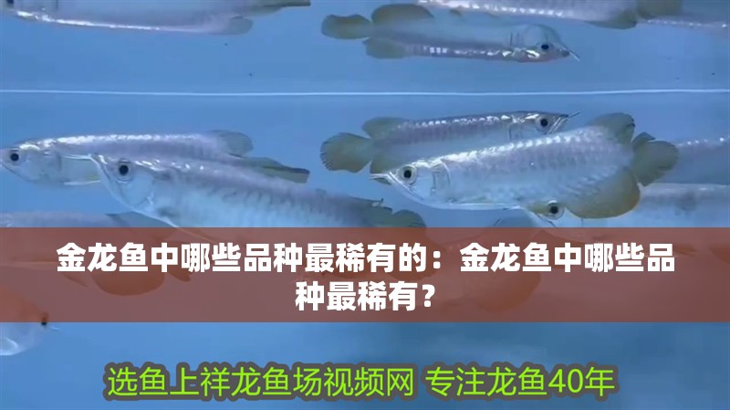 金龍魚中哪些品種最稀有的：金龍魚中哪些品種最稀有？ 金龍魚中哪些品種最稀有的：金龍魚中哪些品種最稀有？ 水族問答