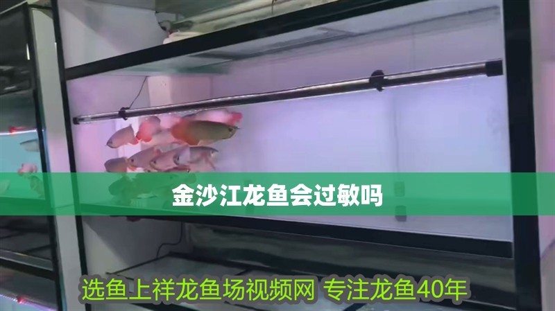 金沙江龍魚會過敏嗎