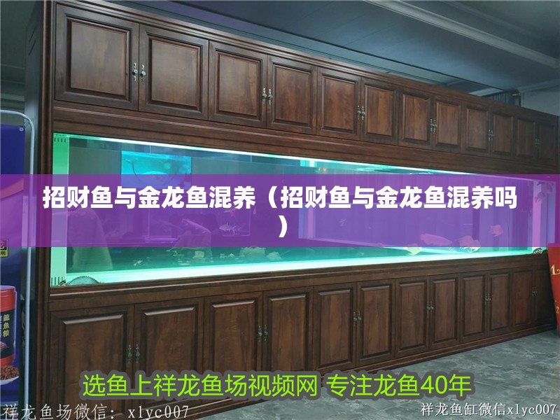 招財魚與金龍魚混養（招財魚與金龍魚混養嗎） 招財魚與金龍魚混養（招財魚與金龍魚混養嗎） 觀賞魚百科