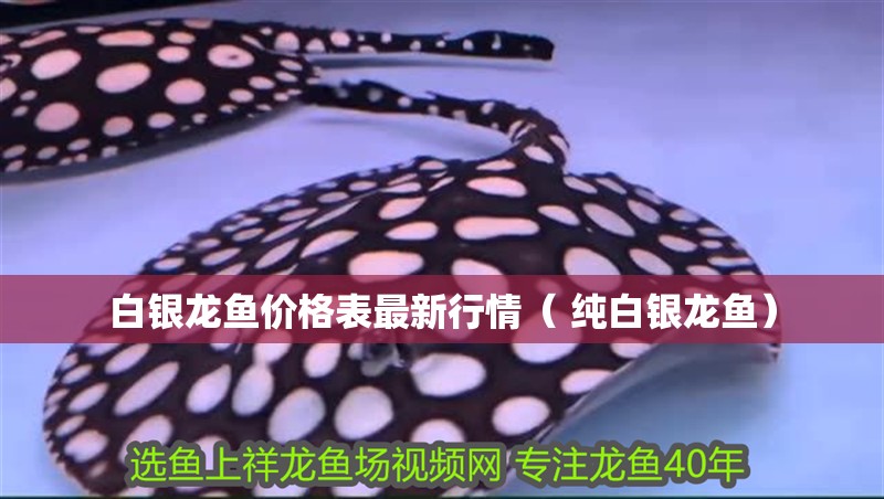 白銀龍魚價格表最新行情（ 純白銀龍魚）