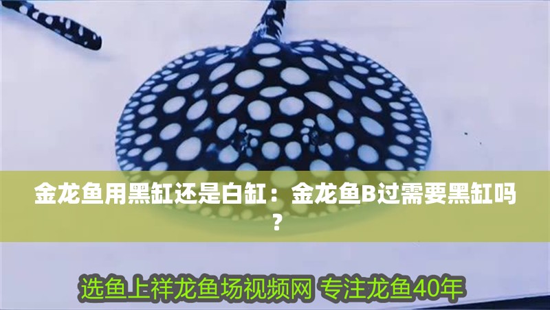 金龍魚用黑缸還是白缸：金龍魚B過需要黑缸嗎？