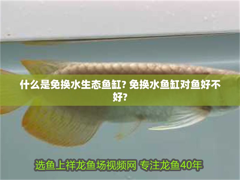 什么是免換水生態魚缸? 免換水魚缸對魚好不好?