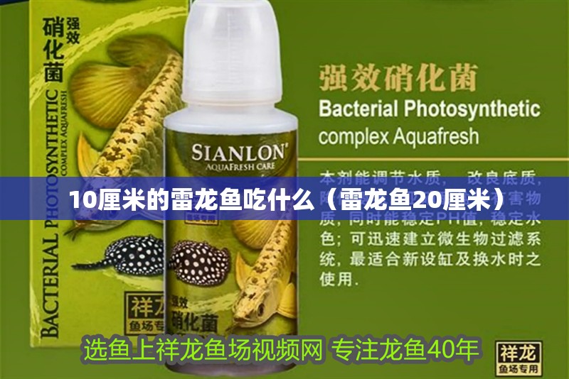 10厘米的雷龍魚吃什么（雷龍魚20厘米）