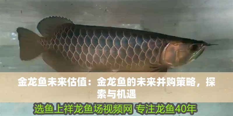 金龍魚未來估值：金龍魚的未來并購(gòu)策略，探索與機(jī)遇 金龍魚未來估值：金龍魚的未來并購(gòu)策略，探索與機(jī)遇 水族問答