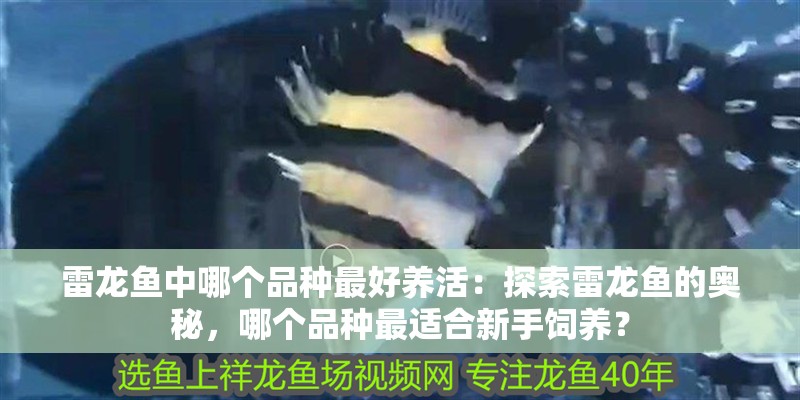 雷龍魚中哪個品種最好養(yǎng)活：探索雷龍魚的奧秘，哪個品種最適合新手飼養(yǎng)？