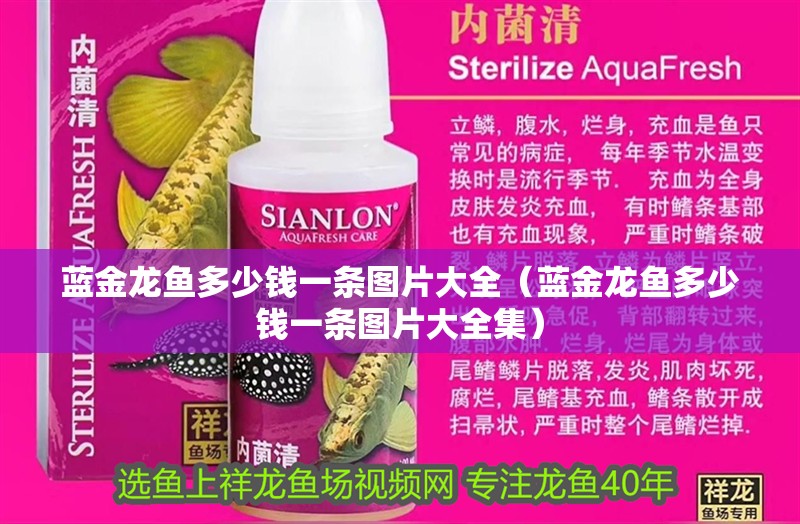 藍(lán)金龍魚多少錢一條圖片大全（藍(lán)金龍魚多少錢一條圖片大全集）