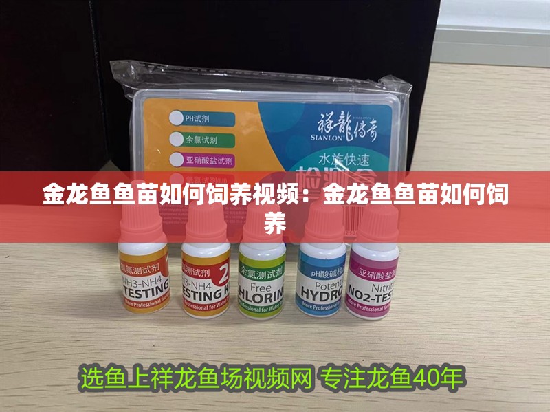 金龍魚(yú)魚(yú)苗如何飼養(yǎng)視頻：金龍魚(yú)魚(yú)苗如何飼養(yǎng)