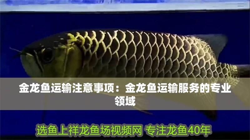 金龍魚運輸注意事項：金龍魚運輸服務的專業領域