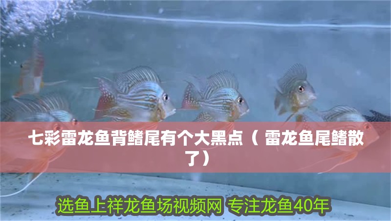 七彩雷龍魚背鰭尾有個大黑點（ 雷龍魚尾鰭散了）