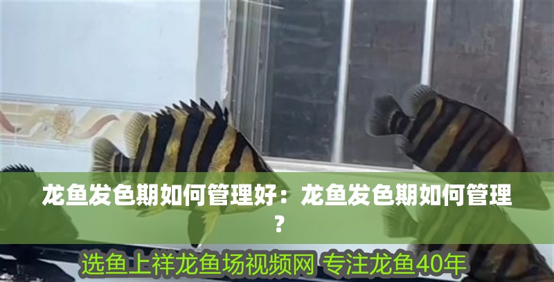 龍魚發色期如何管理好：龍魚發色期如何管理？