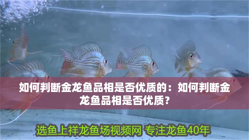 如何判斷金龍魚品相是否優(yōu)質(zhì)的：如何判斷金龍魚品相是否優(yōu)質(zhì)？