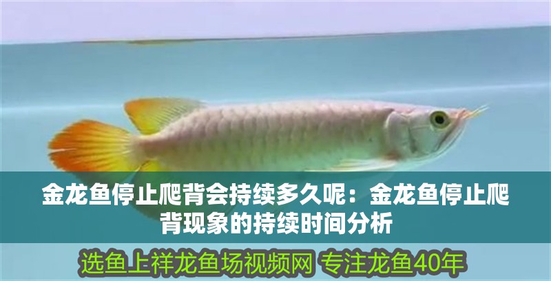 金龍魚停止爬背會持續多久呢：金龍魚停止爬背現象的持續時間分析