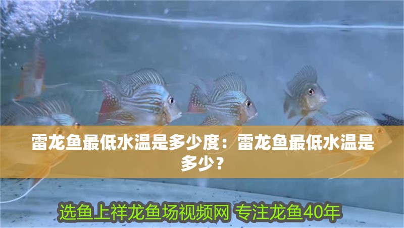 雷龍魚最低水溫是多少度：雷龍魚最低水溫是多少？ 雷龍魚最低水溫是多少度：雷龍魚最低水溫是多少？ 水族問答