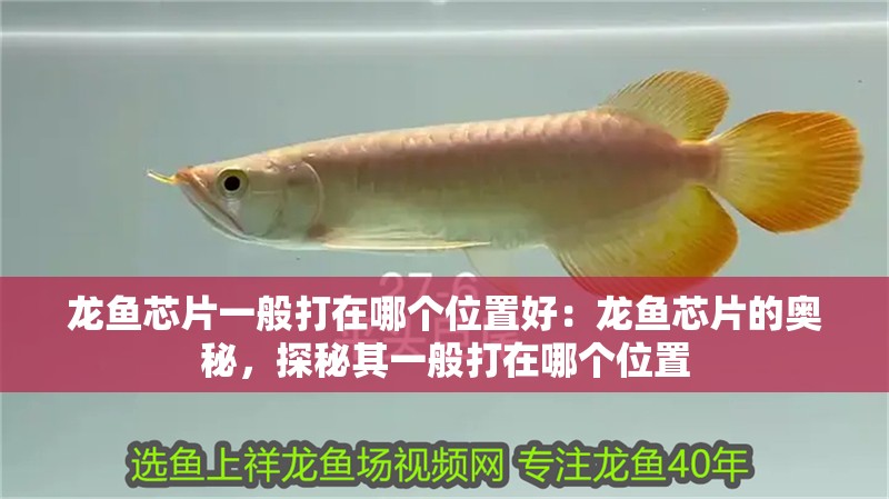 龍魚芯片一般打在哪個位置好：龍魚芯片的奧秘，探秘其一般打在哪個位置