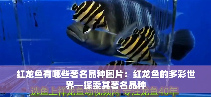 紅龍魚有哪些著名品種圖片：紅龍魚的多彩世界—探索其著名品種