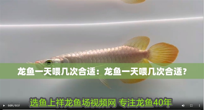 龍魚一天喂幾次合適：龍魚一天喂幾次合適？