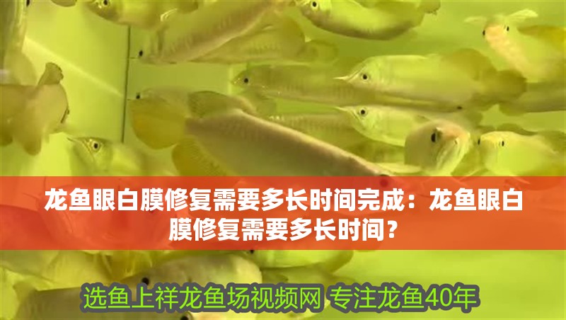 龍魚眼白膜修復(fù)需要多長時(shí)間完成：龍魚眼白膜修復(fù)需要多長時(shí)間？