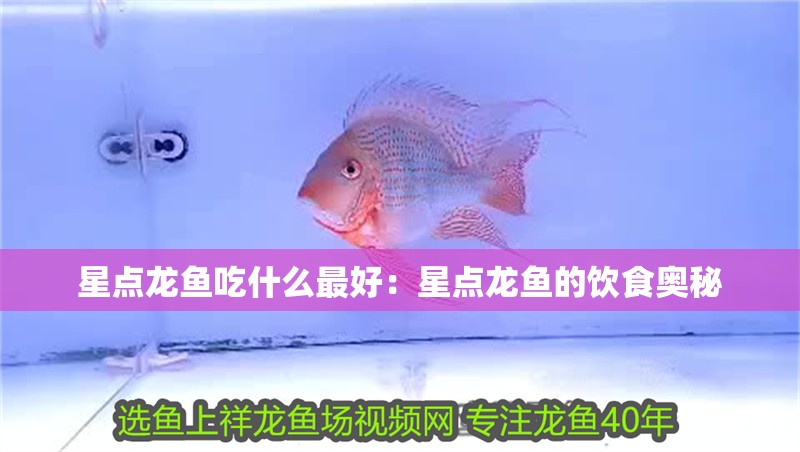 星點龍魚吃什么最好：星點龍魚的飲食奧秘
