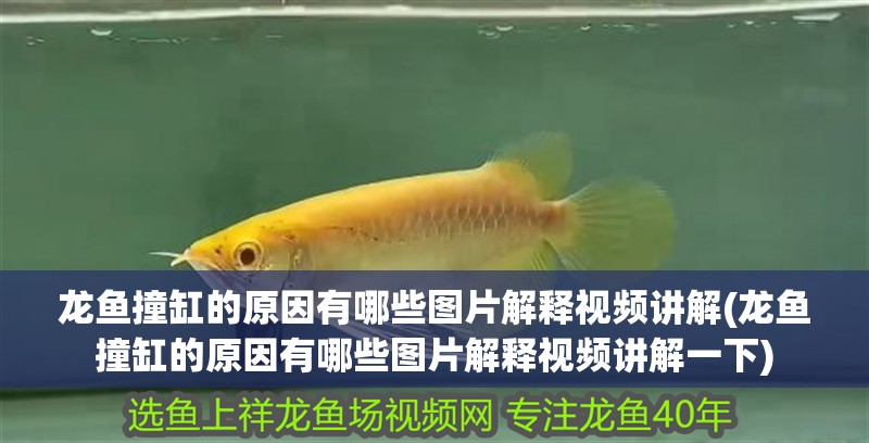 龍魚撞缸的原因有哪些圖片解釋視頻講解(龍魚撞缸的原因有哪些圖片解釋視頻講解一下)