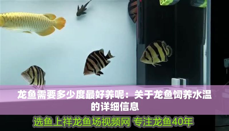 龍魚需要多少度最好養(yǎng)呢：關(guān)于龍魚飼養(yǎng)水溫的詳細(xì)信息 龍魚需要多少度最好養(yǎng)呢：關(guān)于龍魚飼養(yǎng)水溫的詳細(xì)信息 龍魚百科 第2張