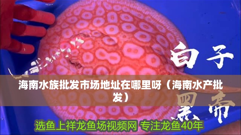 海南水族批發市場地址在哪里呀（海南水產批發）