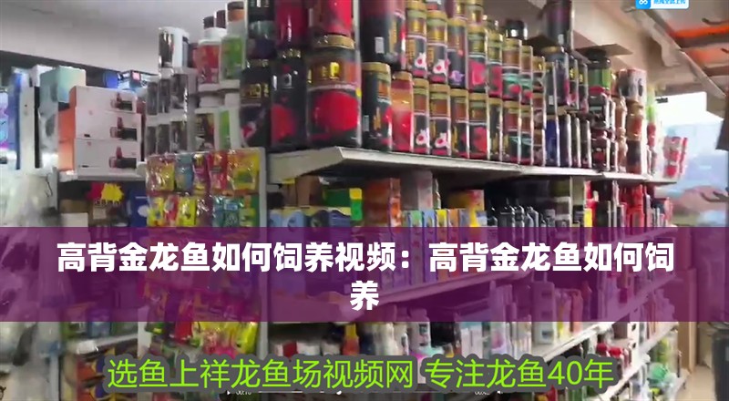 高背金龍魚如何飼養(yǎng)視頻：高背金龍魚如何飼養(yǎng)