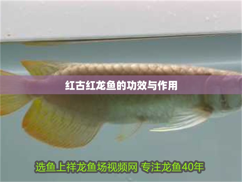 紅古紅龍魚的功效與作用