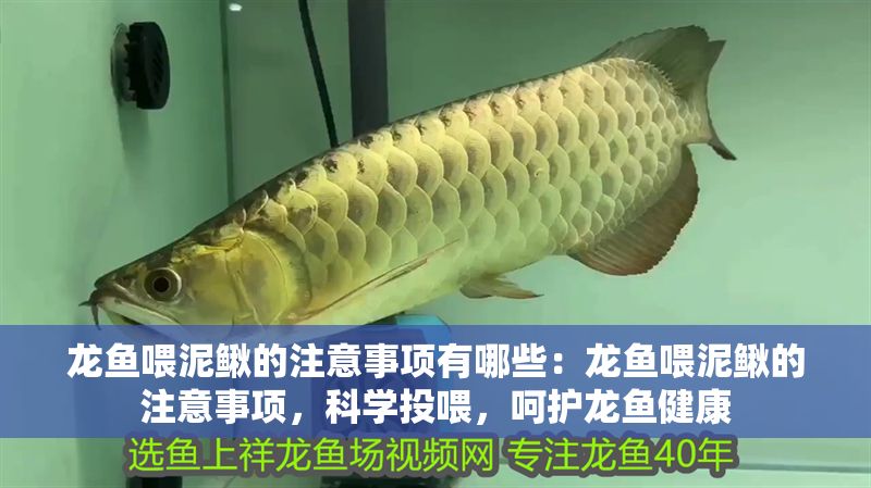 龍魚喂泥鰍的注意事項有哪些：龍魚喂泥鰍的注意事項，科學投喂，呵護龍魚健康