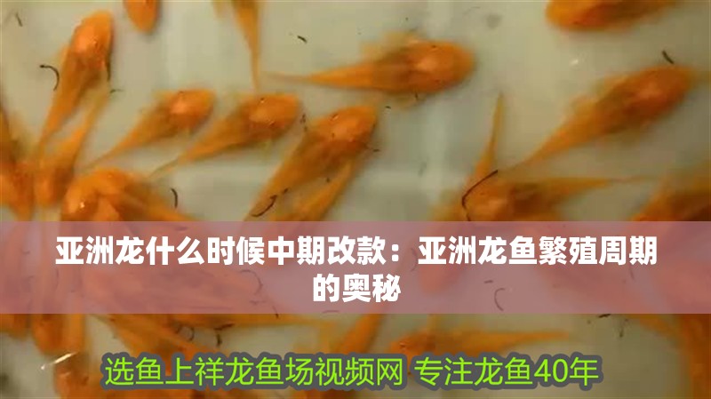 亞洲龍什么時候中期改款：亞洲龍魚繁殖周期的奧秘