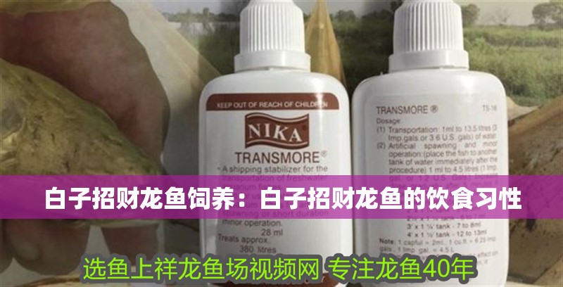 白子招財(cái)龍魚飼養(yǎng)：白子招財(cái)龍魚的飲食習(xí)性