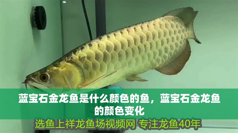 藍寶石金龍魚是什么顏色的魚，藍寶石金龍魚的顏色變化